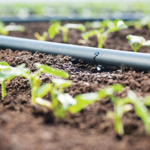 Dịch vụ lắp đặt hệ thống tưới nhỏ giọt