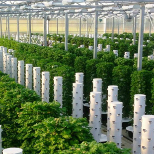 Dịch vụ thi công hệ thống trồng rau thủy canh