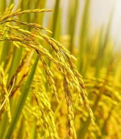 Sản phẩm dành cho cây lúa