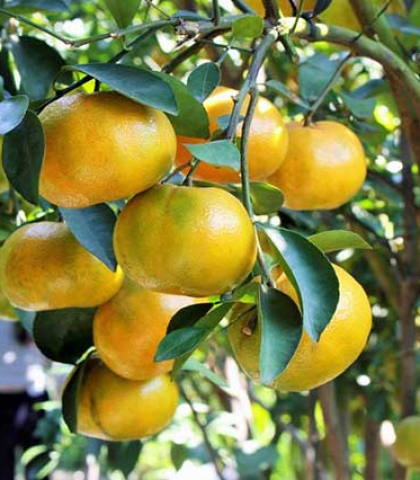 Sản phẩm cho cây ăn trái